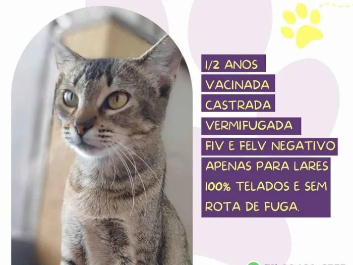 Gato ra a SRD-ViraLata idade 2 anos nome Filó