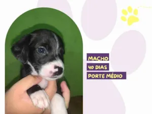 Cachorro raça SRD-ViraLata idade Abaixo de 2 meses nome Ian