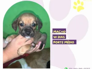 Cachorro raça SRD-ViraLata idade Abaixo de 2 meses nome Jason