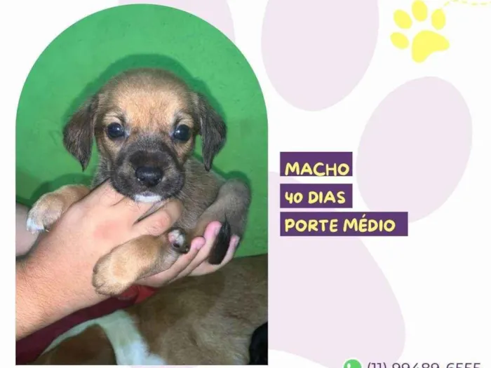 Cachorro ra a SRD-ViraLata idade Abaixo de 2 meses nome Jason