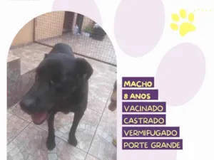 Cachorro raça SRD-ViraLata idade 6 ou mais anos nome Lukao 