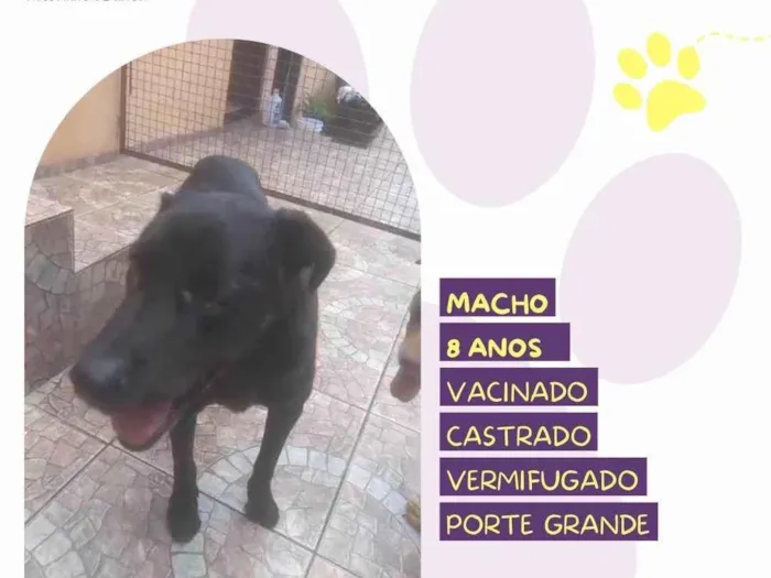 Cachorro ra a SRD-ViraLata idade 6 ou mais anos nome Lukao 