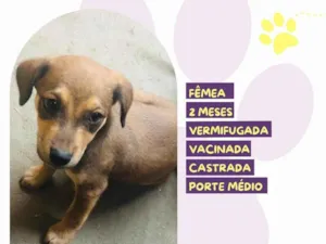 Cachorro raça SRD-ViraLata idade 2 a 6 meses nome Maya 