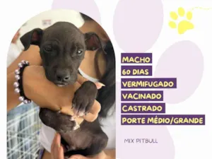 Cachorro raça Pit-Bull idade 2 a 6 meses nome Oreo