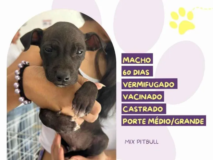 Cachorro ra a Pit-Bull idade 2 a 6 meses nome Oreo