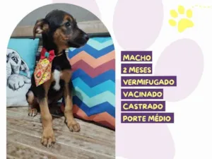 Cachorro raça SRD-ViraLata idade 2 a 6 meses nome Prestígio 