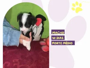 Cachorro raça SRD-ViraLata idade Abaixo de 2 meses nome Toby