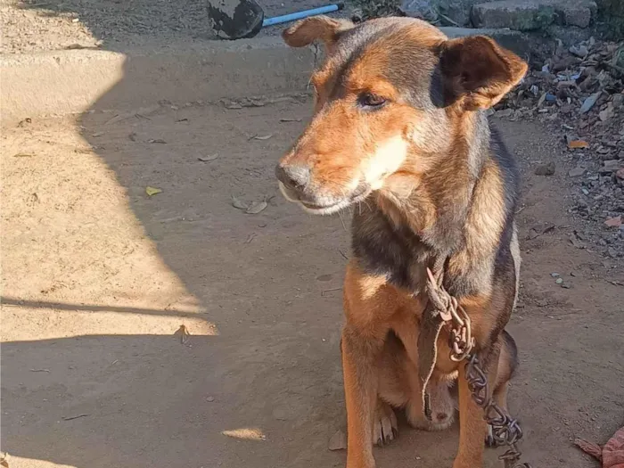 Cachorro ra a SRD-ViraLata idade 5 anos nome Max