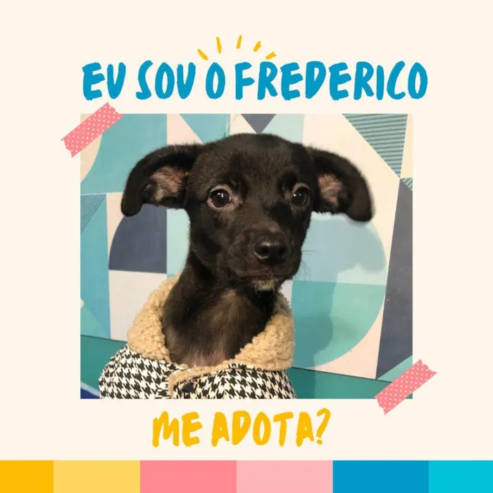 Cachorro ra a SRD-ViraLata idade 2 a 6 meses nome Frederico 4meses porteP 