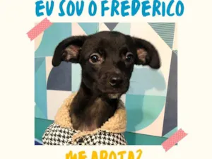 Cachorro raça SRD-ViraLata idade 2 a 6 meses nome Frederico 4meses porteP 