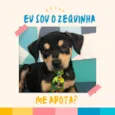 Zequinha bb4meses porteP 