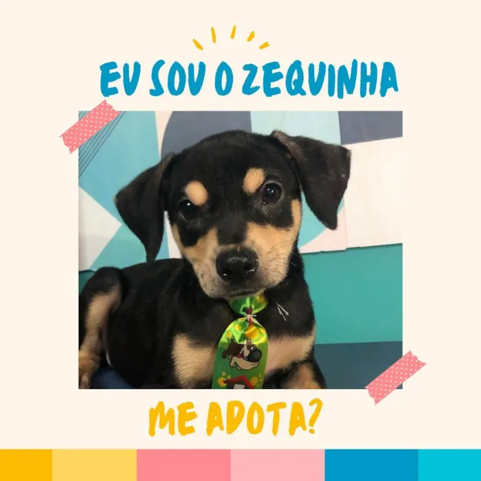 Cachorro ra a SRD-ViraLata idade 2 a 6 meses nome Zequinha bb4meses porteP 