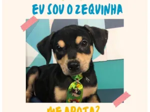 Cachorro raça SRD-ViraLata idade 2 a 6 meses nome Zequinha bb4meses porteP 