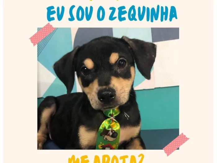 Cachorro ra a SRD-ViraLata idade 2 a 6 meses nome Zequinha bb4meses porteP 