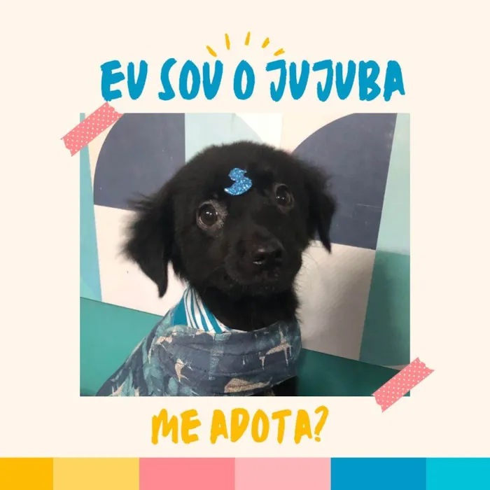 Cachorro ra a SRD-ViraLata idade 2 a 6 meses nome Jujuba bb4meses porteP 