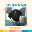 Jujuba bb4meses porteP