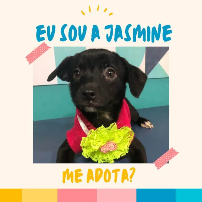 Cachorro ra a SRD-ViraLata idade 2 a 6 meses nome Jasmine bb4meses porte Pequeno 