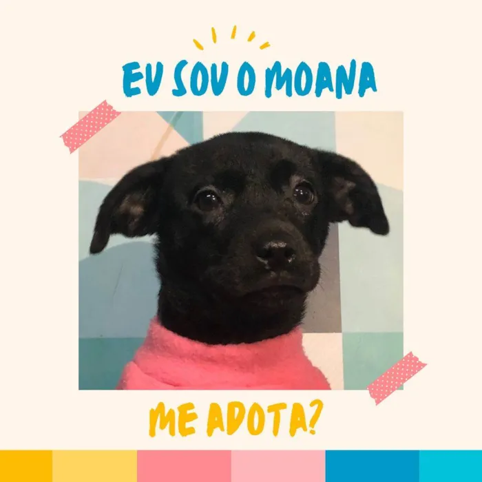 Cachorro ra a SRD-ViraLata idade 2 a 6 meses nome Moana bb4meses porte PEQUENO 