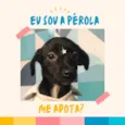 Pérola bb4meses porte PEQUENO