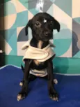 Pérola bb4meses porte PEQUENO