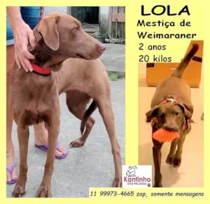 Cachorro raça SRD-ViraLata idade 2 anos nome Lola 