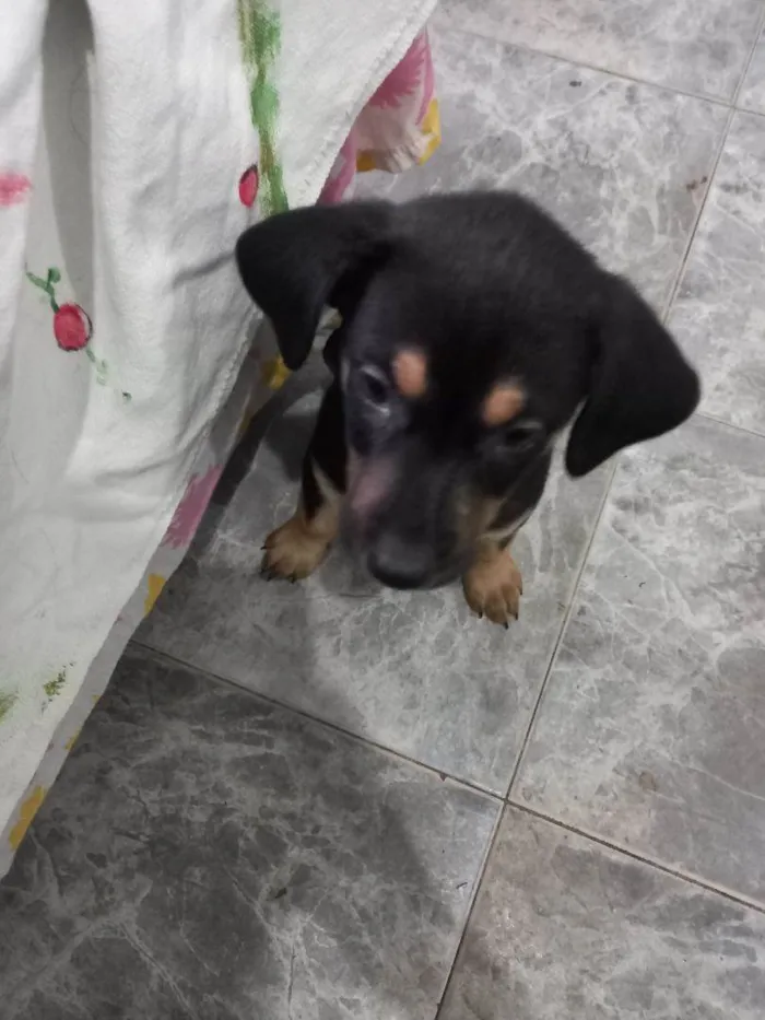 Cachorro ra a Pinscher idade 2 a 6 meses nome Pedrita