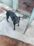 FILÓ