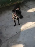 FILÓ
