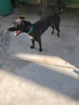 FILÓ
