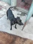 FILÓ