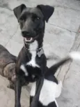 FILÓ