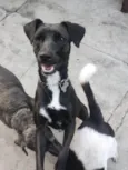 FILÓ