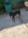 FILÓ