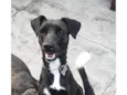 FILÓ