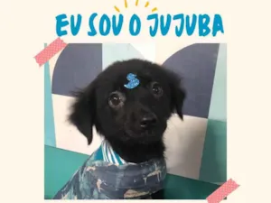 Cachorro raça SRD-ViraLata idade 2 a 6 meses nome Jujuba bb4meses porteP 