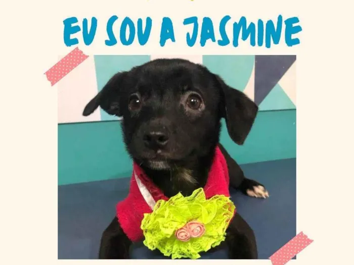 Cachorro ra a SRD-ViraLata idade 2 a 6 meses nome Jasmine bb4meses porte Pequeno 