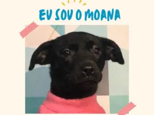 Cachorro raça SRD-ViraLata idade 2 a 6 meses nome Moana bb4meses porte PEQUENO 