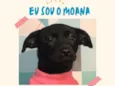 Moana bb4meses porte PEQUENO