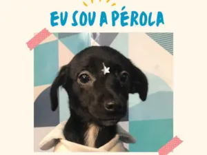 Cachorro raça SRD-ViraLata idade 2 a 6 meses nome Pérola bb4meses porte PEQUENO 