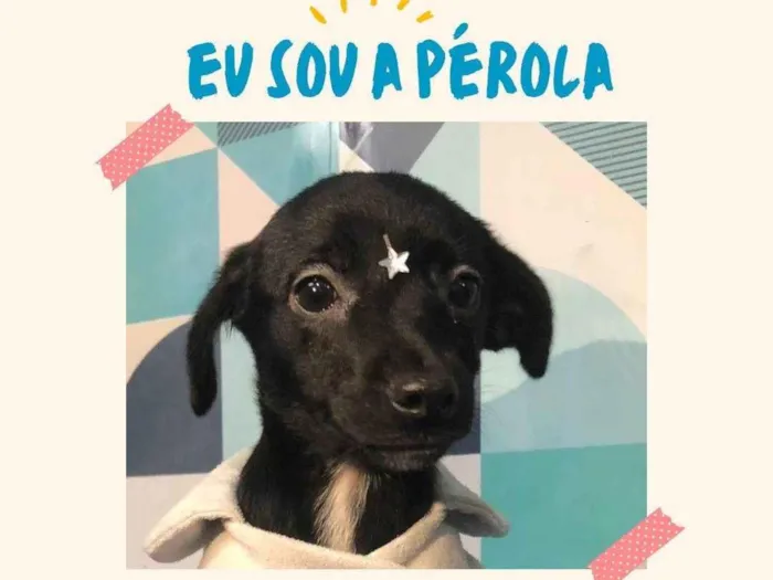 Cachorro ra a SRD-ViraLata idade 2 a 6 meses nome Pérola bb4meses porte PEQUENO 