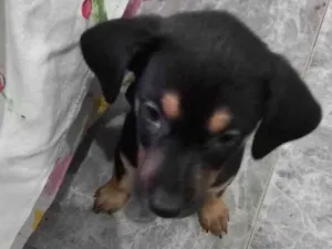 Cachorro raça Pinscher idade 2 a 6 meses nome Pedrita