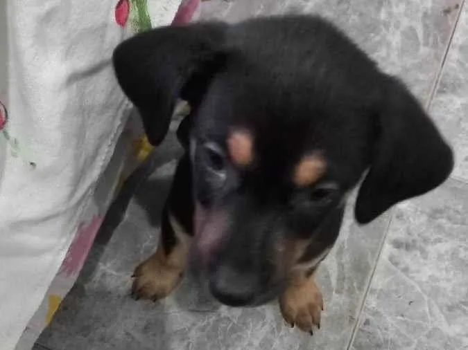 Cachorro ra a Pinscher idade 2 a 6 meses nome Pedrita