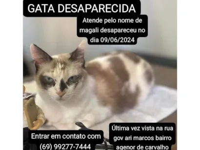 Gato raça SRD-ViraLata idade 2 anos nome Magali