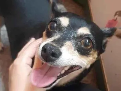 Cachorro raça Pinscher idade 6 ou mais anos nome Meg