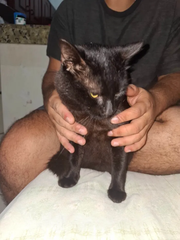 Gato ra a SRD-ViraLata idade 7 a 11 meses nome Mario 