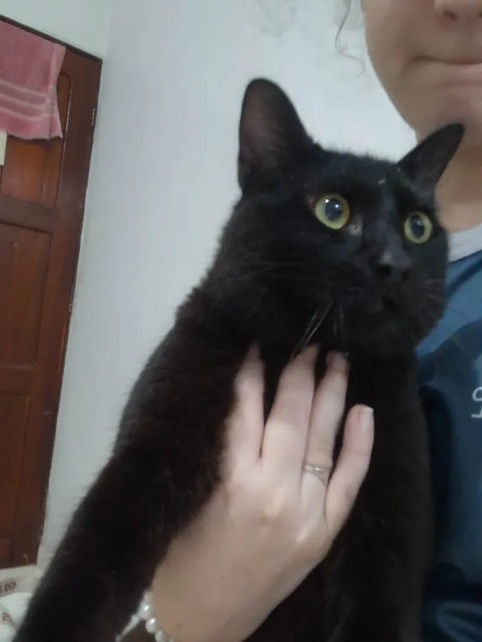 Gato ra a SRD-ViraLata idade 7 a 11 meses nome Mario 