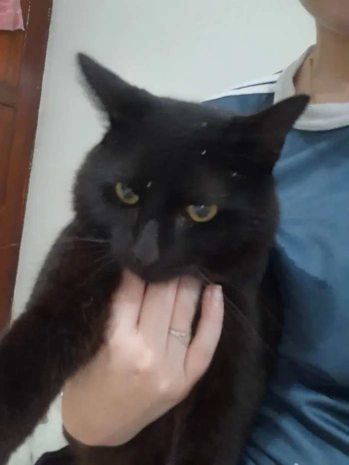 Gato ra a SRD-ViraLata idade 7 a 11 meses nome Mario 