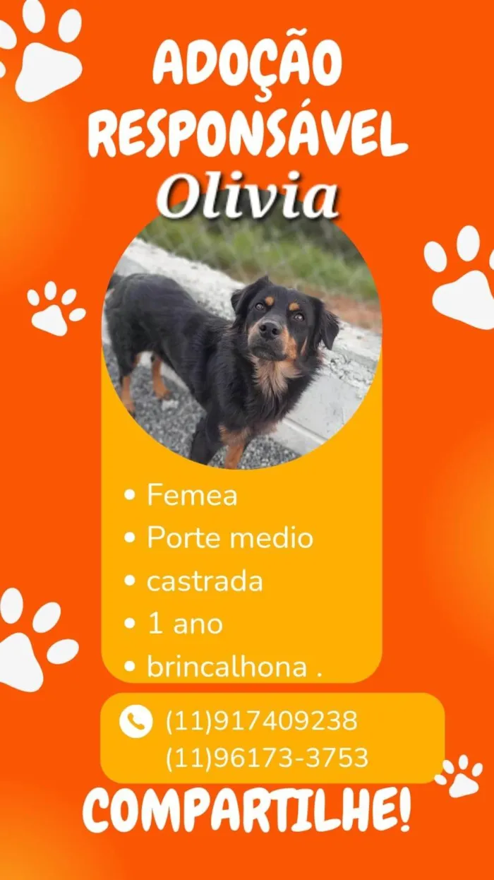 Cachorro ra a Srd idade 2 anos nome OLIVIA