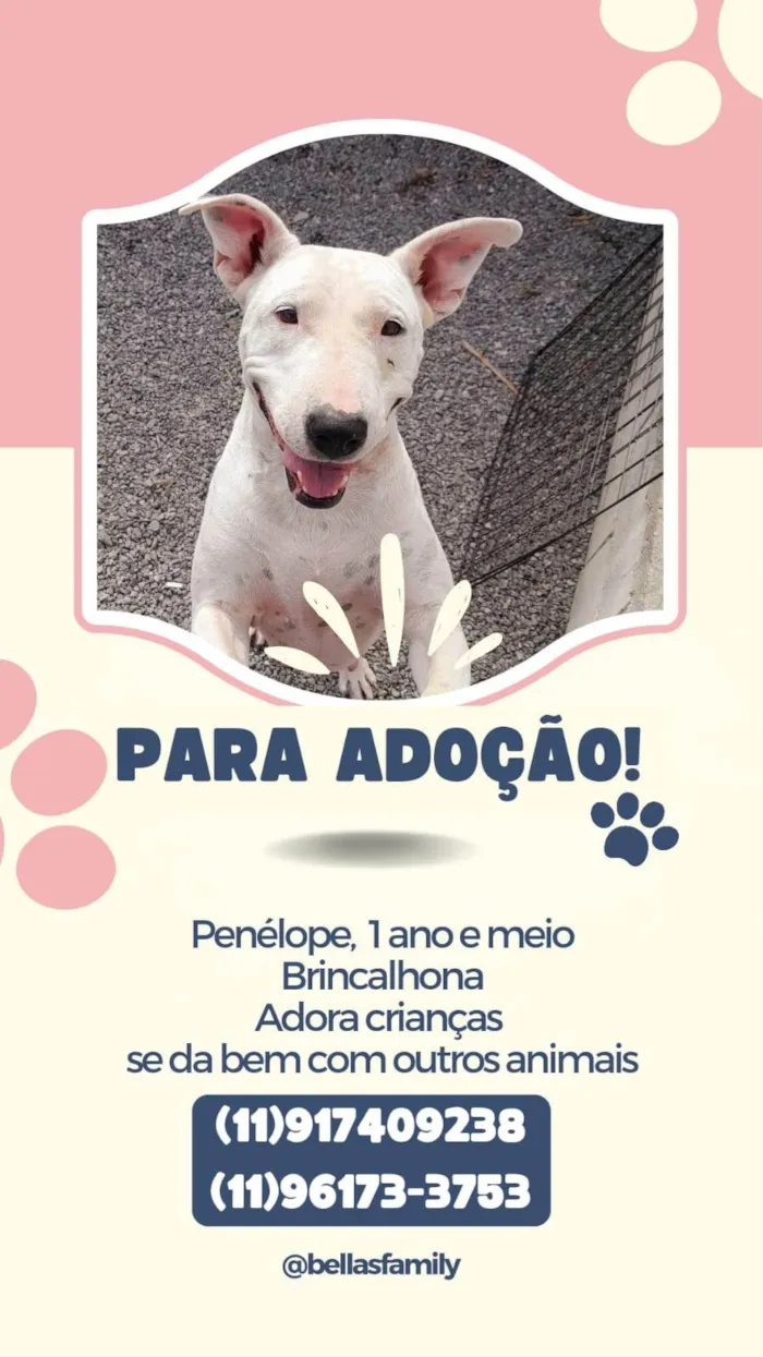 Cachorro ra a SRD  idade 1 ano nome Penelope