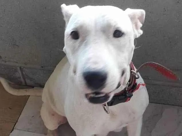 Cachorro ra a SRD  idade 1 ano nome Penelope